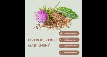Ostropestřec mariánský: jak poznat kvalitní produkt z ostropestřce?