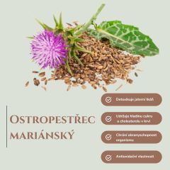 Ostropestřec mariánský: jak poznat kvalitní produkt z ostropestřce?